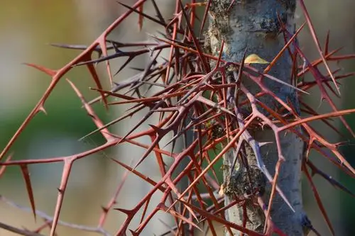 大刺皂角树的刺,原创拍摄