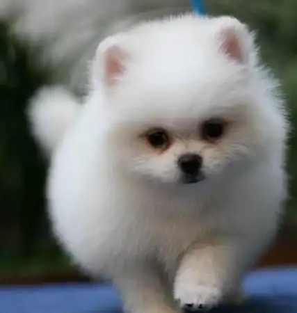 萌死人不偿命!超卡哇伊的狗狗博美