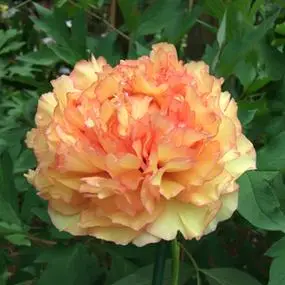 黄色红边牡丹花苗 金阁 趣味庭院阳台花卉大花重瓣菏泽庭院盆