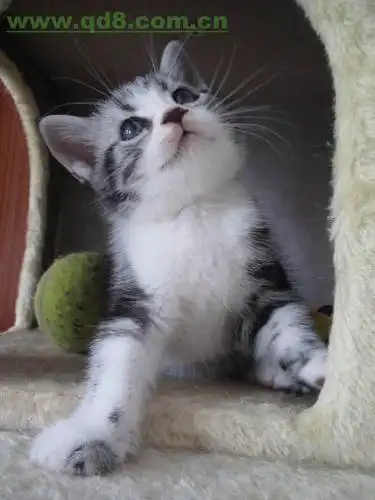 出售美国短毛猫(虎斑猫)超可爱公母可选有买有送