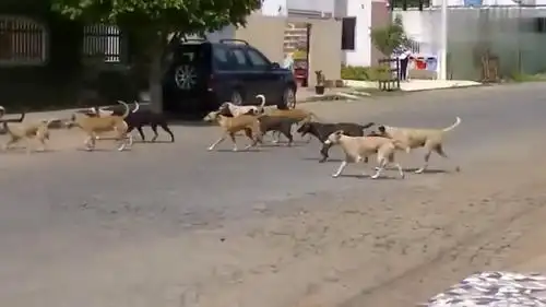 狗子们打群架,这个场面好壮观,打的好激烈!