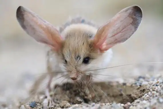 世界上耳朵最长的鼠耳朵足足占身体一半能跳1米高