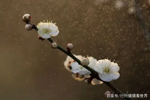 雨中梅花,更显妩媚