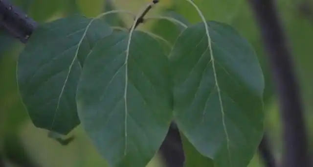 丁香花叶子的形状