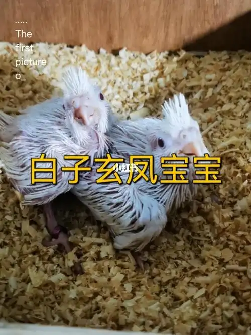 手养白子玄凤鹦鹉