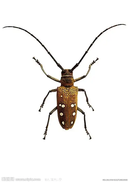 天牛图片