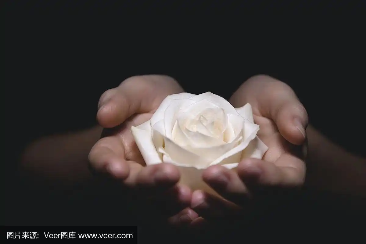 女人掌心的玫瑰