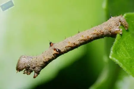 展开全部 这是尺蠖(huo,第四声),一种蛾子的幼虫