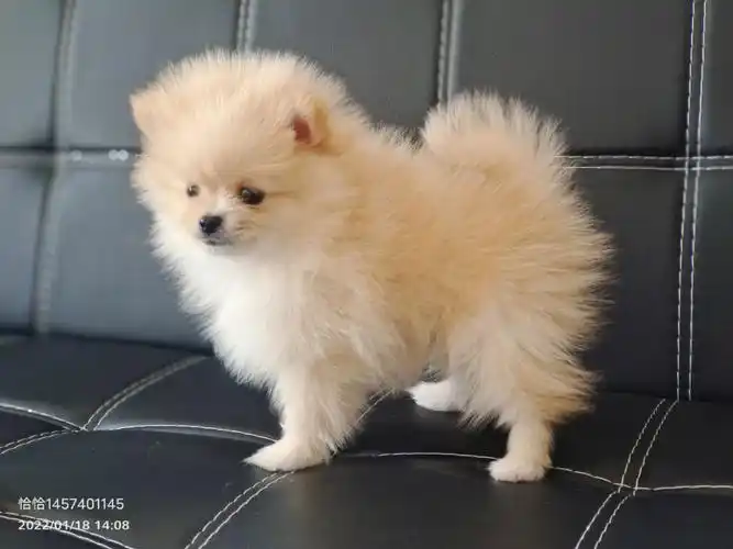 西安小博美找新家