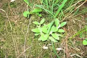 2022年新鲜毛香安徽安庆大别山岳西清明草蔬菜现采毛香草500克