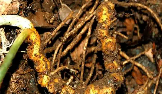 竹根七-采收存储_药理作用_用法用量-农语网