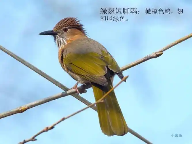 广西常见鸟美图片