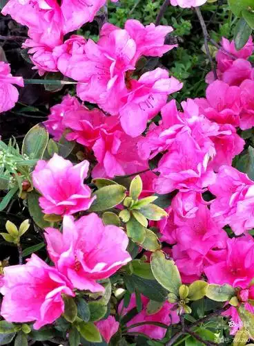 杜鹃花节之二,小叶杜鹃火样红