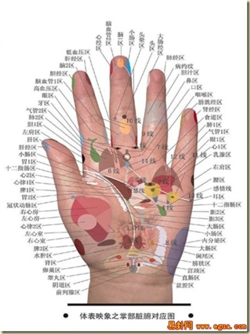 五个手指分别对应身体的哪些部位?