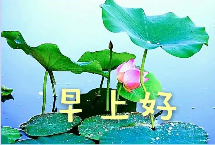 荷韵__早上好系列