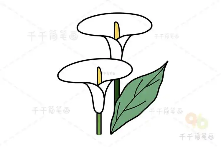 马蹄莲简笔画图片