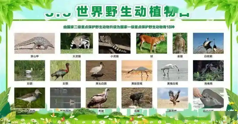 野生动物保护任重道远生态江西建设上下同心