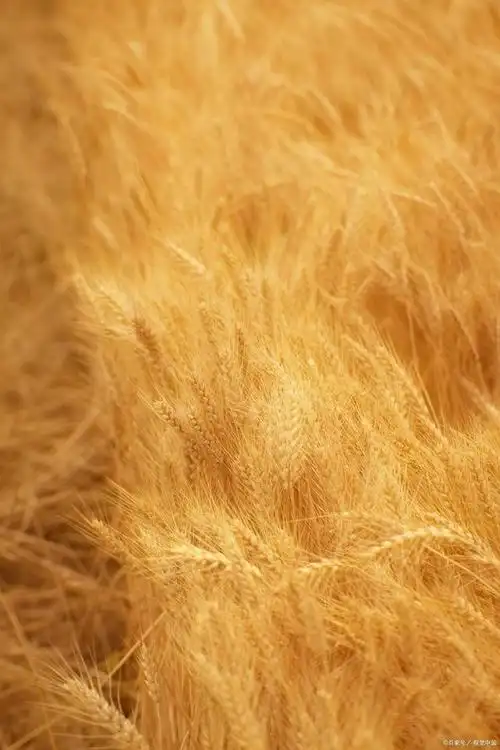 麦子金服一浪一浪翻滚汹涌