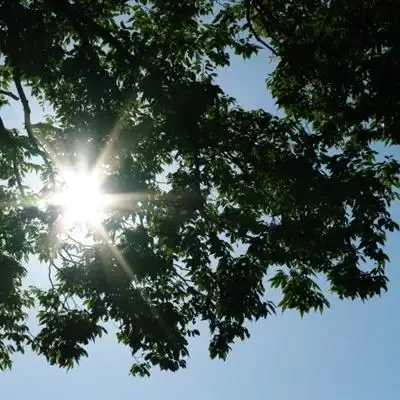 阳光头像唯美刺眼阳光下的风景图片