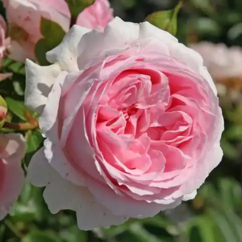 月季花——波浪(wellenspiel)