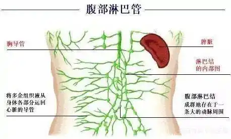 腹股沟淋巴出现堵塞时,你可以用手擦腹股沟时,内部感觉到疼痛和股沟结