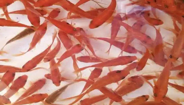 一般养中大型肉食性观赏鱼的玩家,会用草金鱼来当