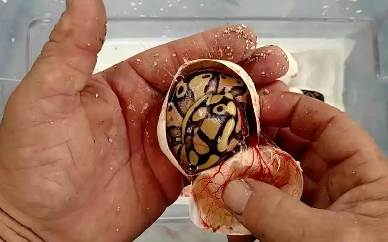 蛇蛋有什么功效(了解蛇蛋的营养与保健功效)