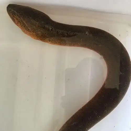 长鱼骨头的作用与功效(3鳝鱼不能与什么同食)