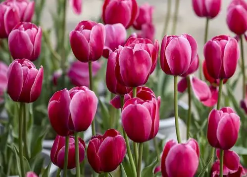 2021迎春花展 温泉公园