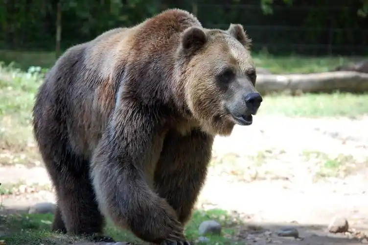 棕熊动物写真高清图片