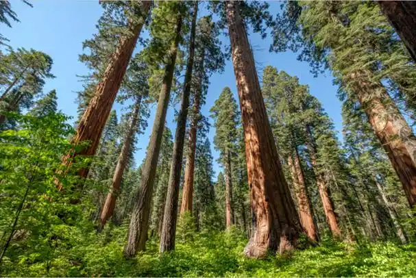 剖析"家具好材料"新西兰松木的三大特性