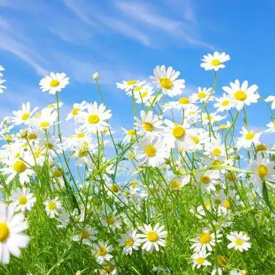 小雏菊图片_唯美图片_我要个性网