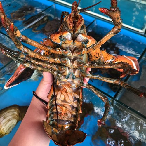 龙虾鲜活上海闪送波士顿1斤一只进口波龙大龙活虾