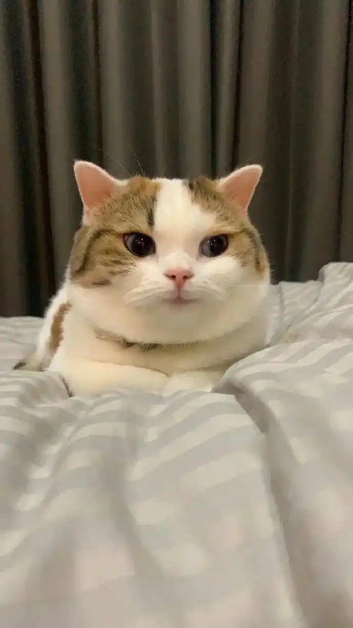 第一次看到这么治愈的猫咪笑容!