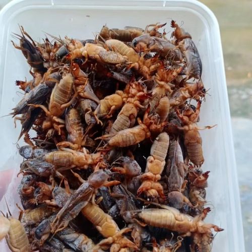 食怀冰鲜蝼蛄冰鲜土狗子冰鲜蝲蝲蛄蝼蛄食用鲜活正宗土狗可食用 一斤