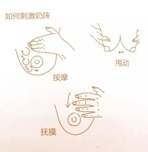 通过专业的按摩手法及物理疗法,解决产后妈妈的各种奶水和乳房问题