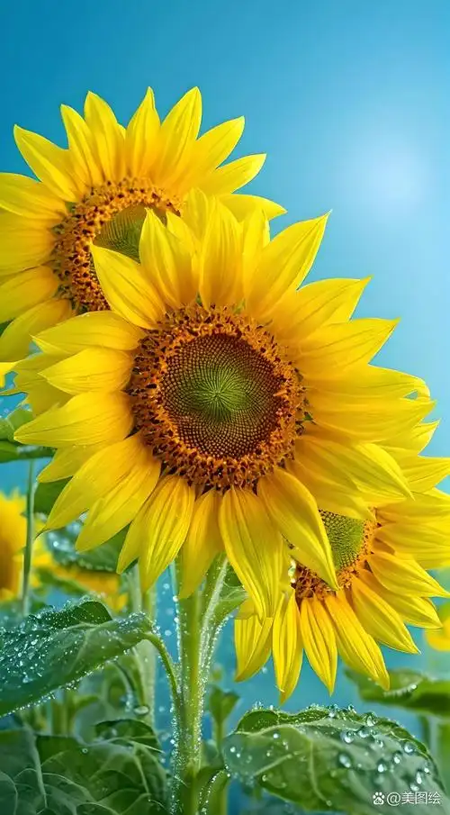 心有阳光,万物可爱,向日葵花海,田园生活,治愈系风景.