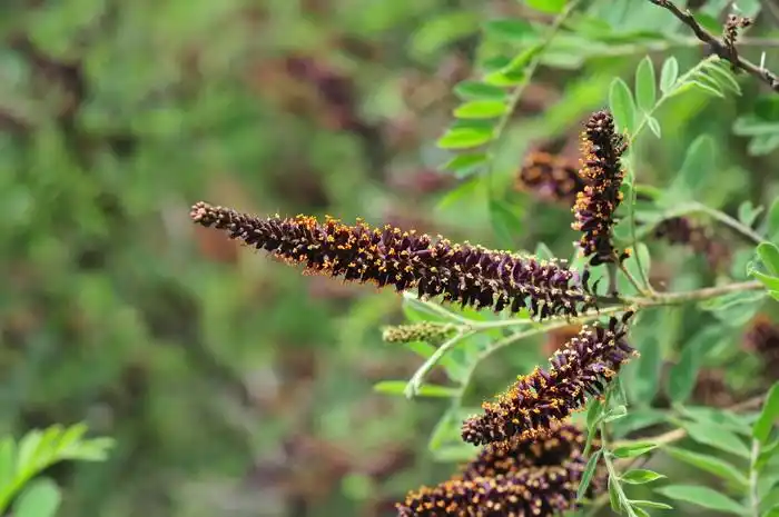 紫穗槐amorphafruticosa