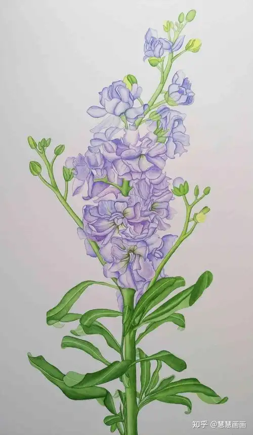 零基础水彩紫罗兰第二幅完工的水彩画