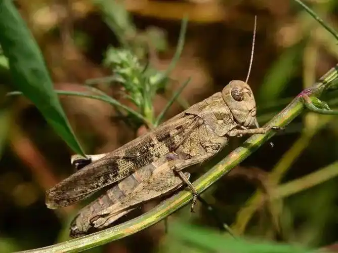 北方常见的蝗虫种类,你认识几个?_蚂蚱