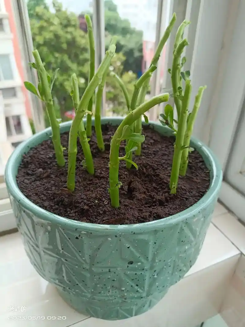 生机勃勃 邻居大姐给的云南白药,今天把它栽到了花盆里,期待 - 抖音