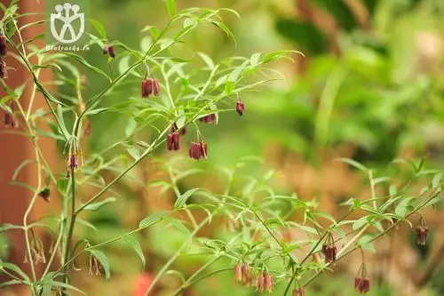 万寿竹属(disporum)_kbg_xzf (6).jpg 相邻时间拍摄的照片      张