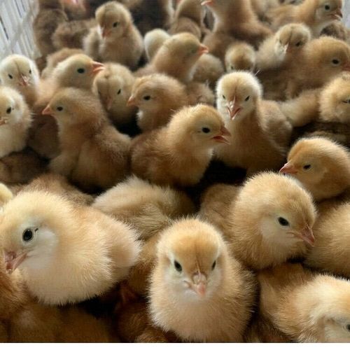 小鸡苗三黄鸡苗肉鸡苗活体五黑鸡苗绿壳蛋批发养殖大种麻鸡活苗