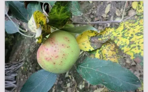 >>所属分类 >> 病虫防除  一,开题话        苹果是重要的经济作物