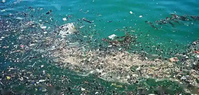 北海道爆发最严重赤潮危机近九成海胆死亡