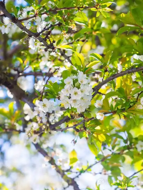 在葡萄牙棵开花的树