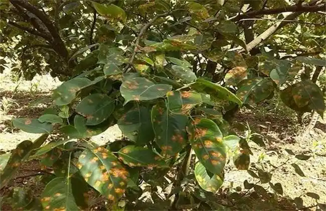 梨树褐斑病怎么治疗