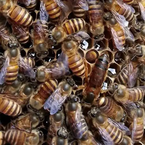 优质抗病高产中蜂王 黑蜂王种王 双色蜂王 阿坝王 蜜蜂王活体包邮