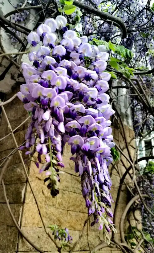 其它 藤花借势 写美篇藤缠植物:自身无挺直的枝干