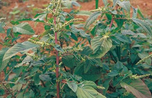 苋菜山区野生中药材带刺野苋菜根红菜头红刺苋刺其他药食同源食品